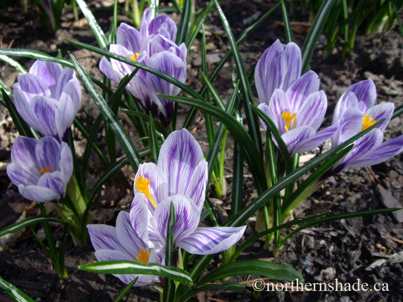 زعفران بهاره